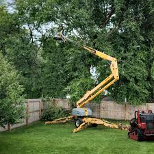 How Our Tree Care Process Works  in Munsey Park, NY